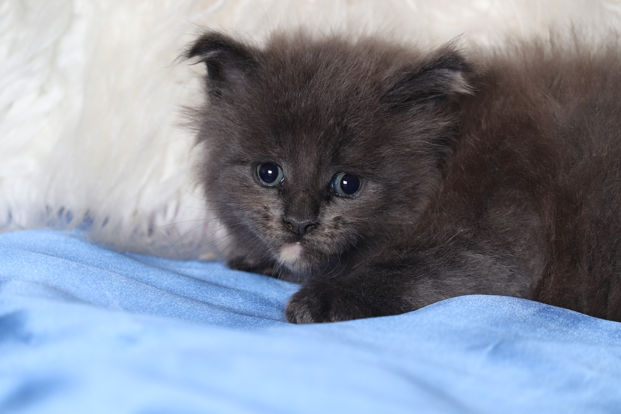 Filhote maine coon